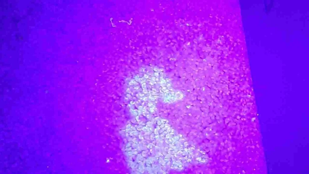 Black Light Still Shows Urine After Cleaning
