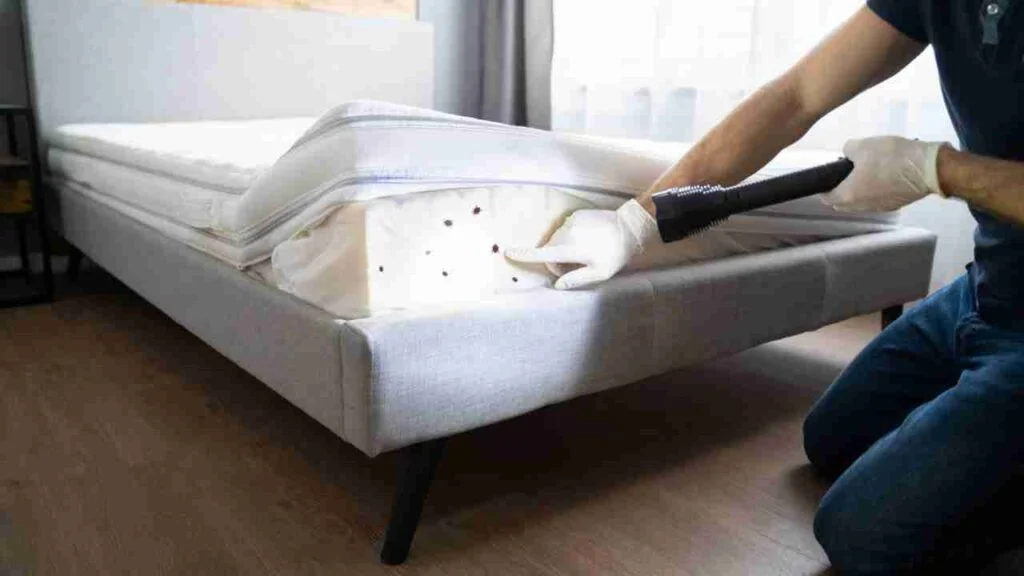 Can You Get Bed Bugs From Renting a Carpet Cleaner