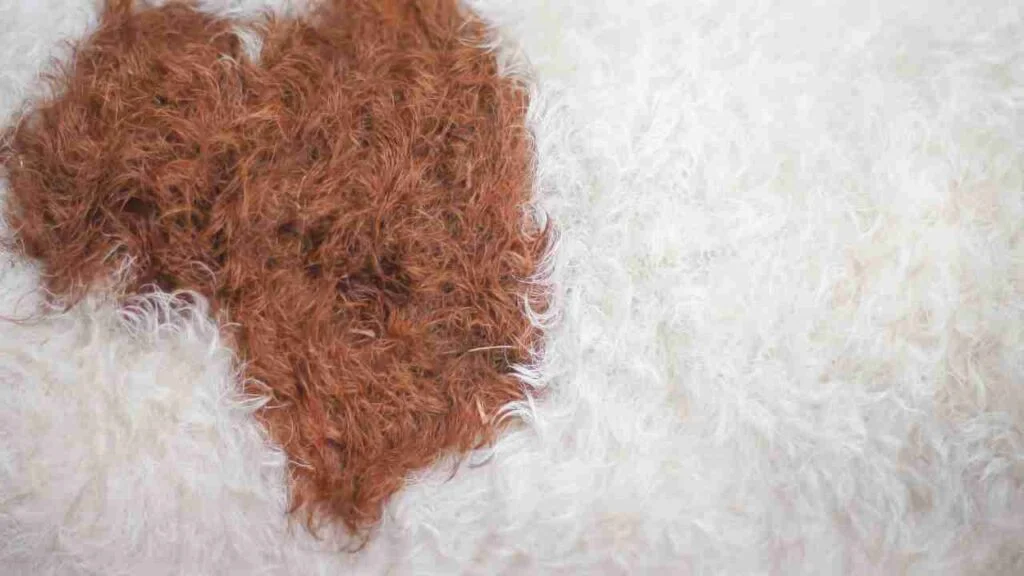 How to Clean a White Fur Rug