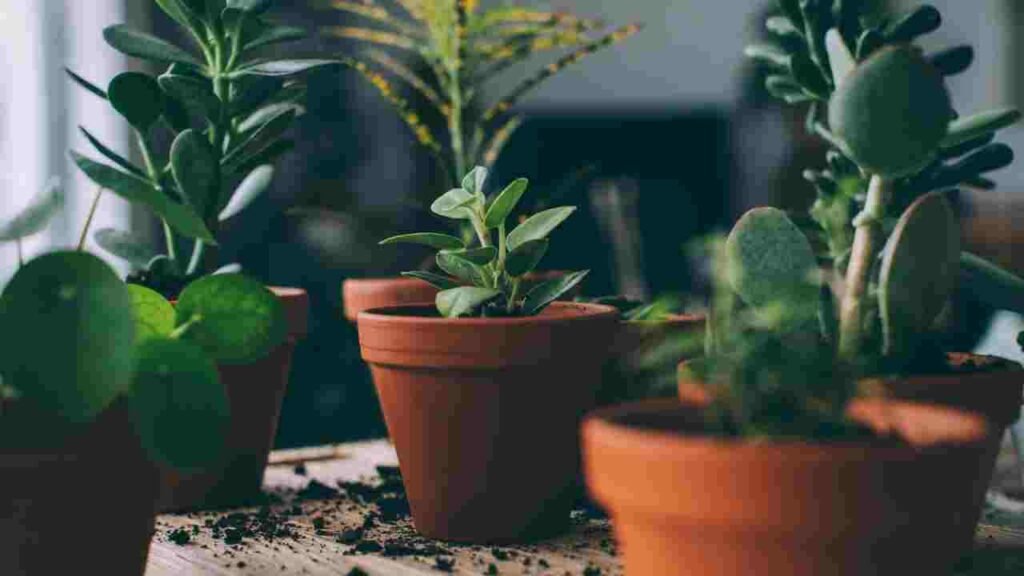 How to Clean Garden Pots