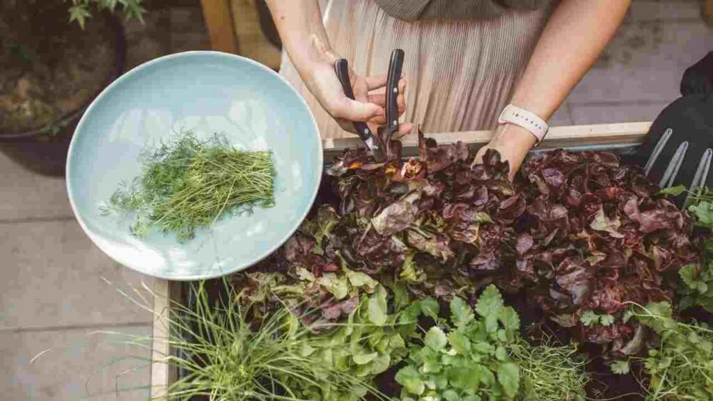 How to Clean Veggies From Garden