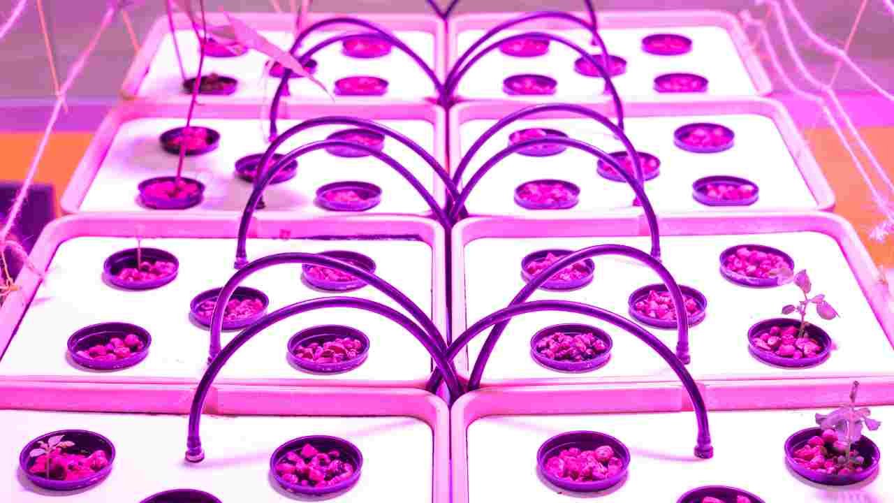 How to Clean Aero Garden