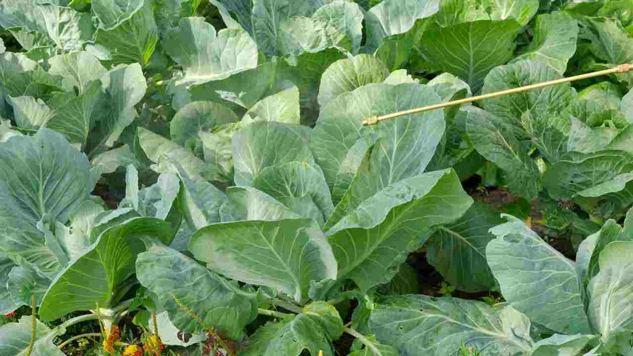 How to Clean Cabbage From the Garden