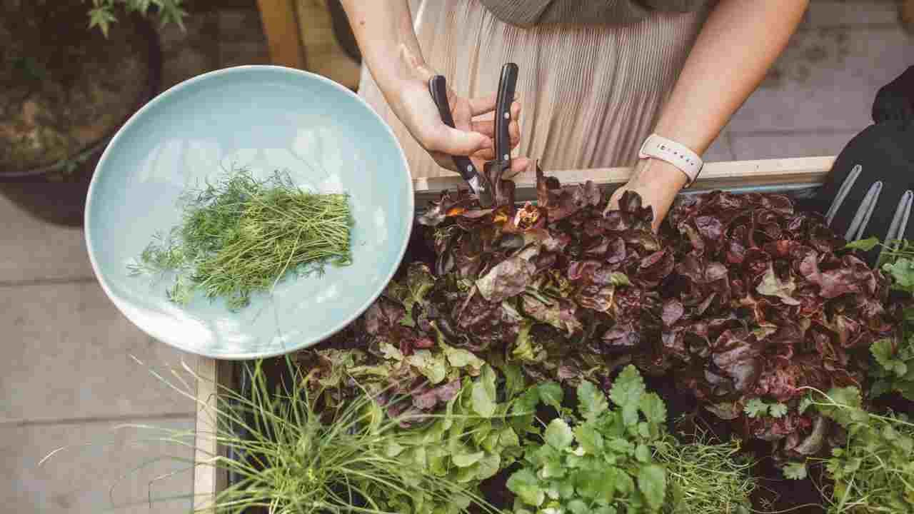 How to Clean Veggies From Garden